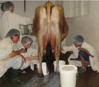 Milking