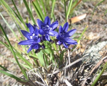 Bloublommetjie